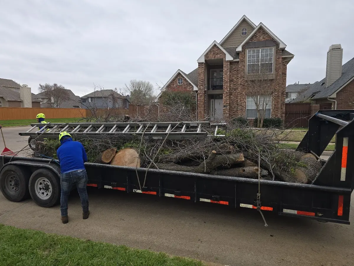 Expert Tree Pest Control with proper safety equipment in La Grange